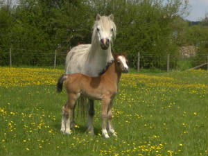 Angel_Foal_gallery.jpg