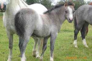 foal_annica_gallery.JPG