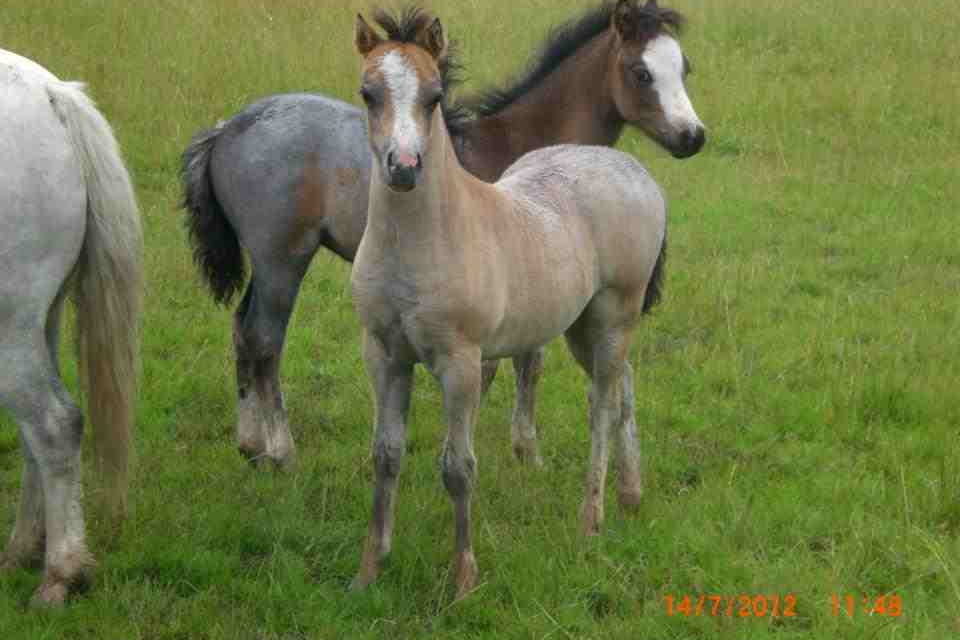 Foal_Annica_gallery.jpg